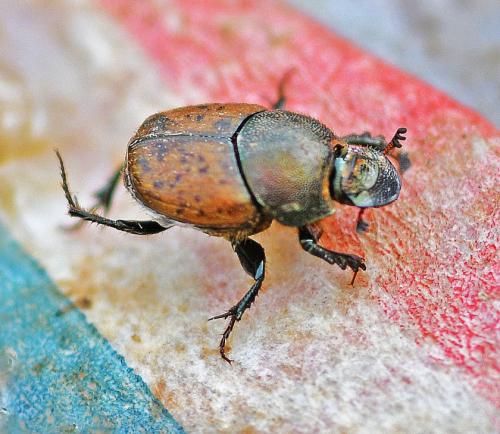 Réf. 340 430 : Onthophagus sp.